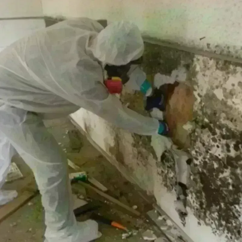 Mold Remediation and Removal in San Saba, TX